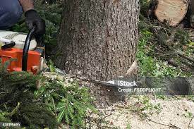Best Hedge Trimming  in West Hattiesburg, MS