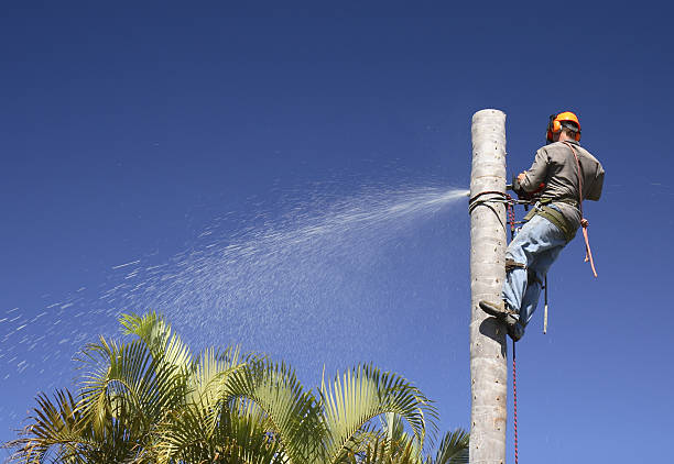 Best Arborist Consultation Services  in West Hattiesburg, MS