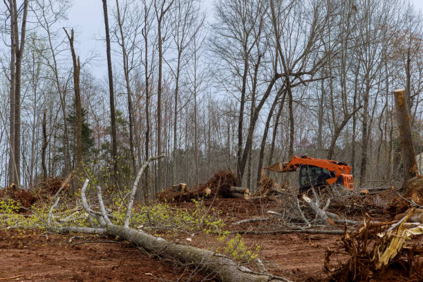  West Hattiesburg, MS Tree Care Pros