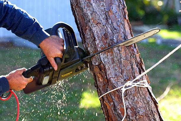 Best Stump Grinding and Removal  in West Hattiesburg, MS