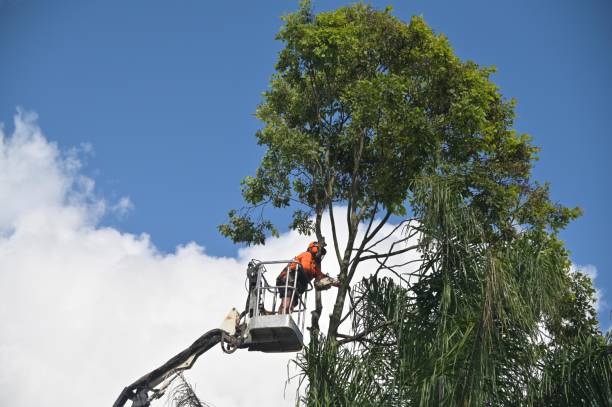 Professional Tree Care in West Hattiesburg, MS