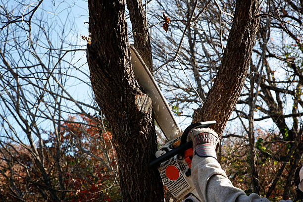 Best Aeration Services  in West Hattiesburg, MS